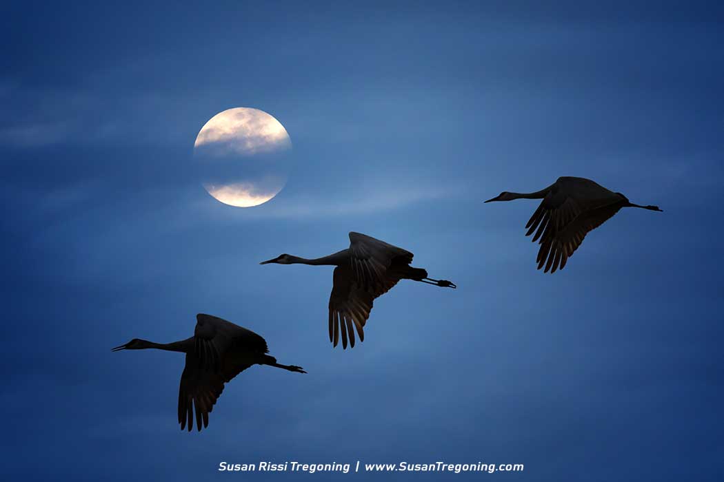 Sandhill Cranes fly across a moonlit sky traveling to their nightly roost on the Platte River in Central Nebraska. 