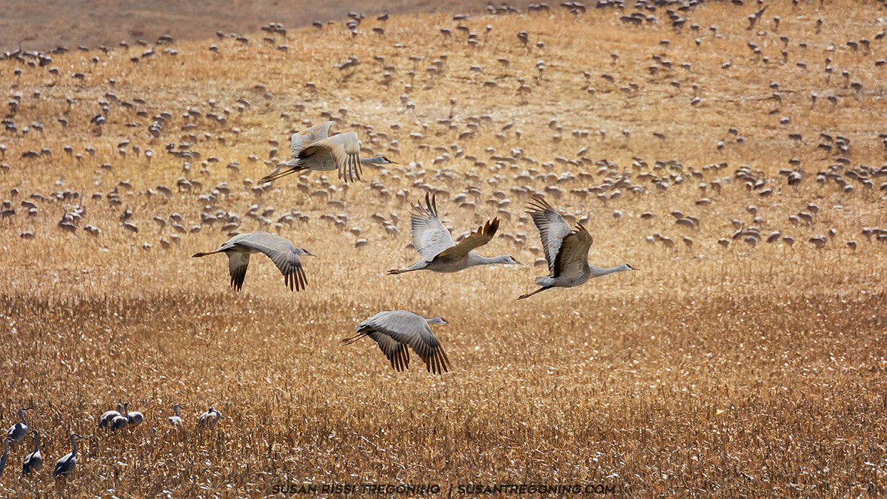 Sandhill Cranes flying across the rolling Sandhills of Nebraska. You can see a large congregation of cranes feeding in the background. 