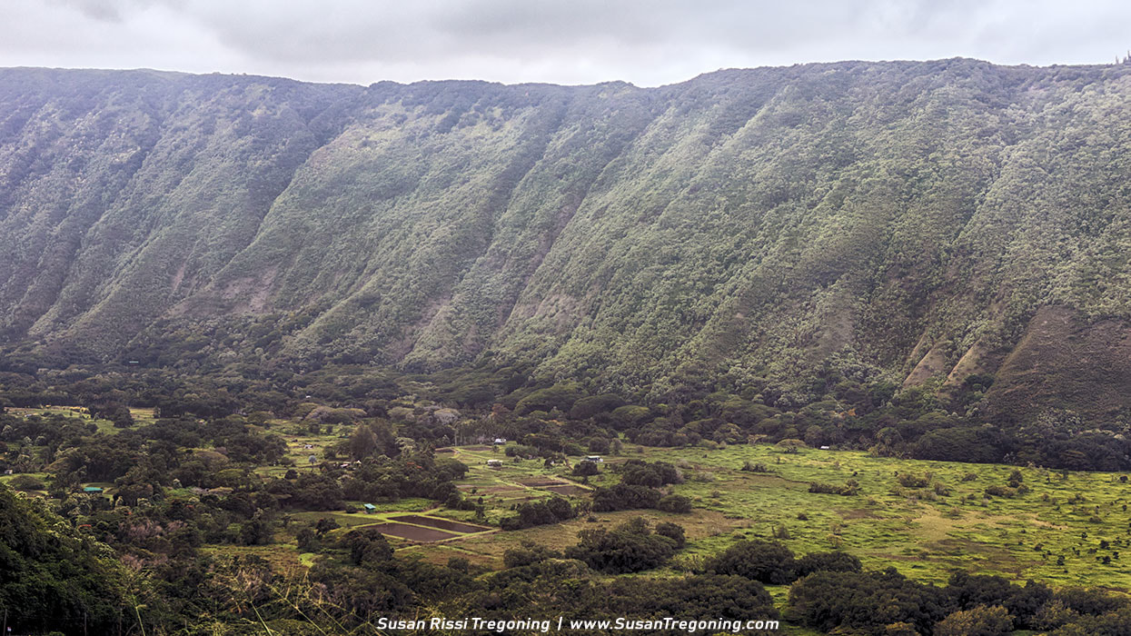 Picture - Looking down over the Waipi'o Valley taro farms.