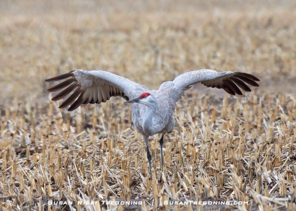 A Sandhill Crane squats low with her neck coiled back and wings close to her body with her primary feathers spread. This move is one of the most beautiful displays in the Sandhill Crane dance. The female typically does the curtsey in the dancing pair. It is a response to a Jump or Gape by her partner.