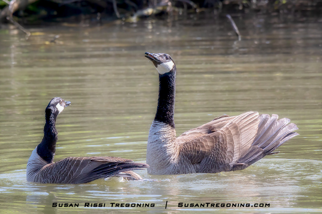 With the mating ritual complete, the Goose looked back at her mate adoringly. I love how he has fanned his tail feathers! You can tell the Gander is very proud of himself.