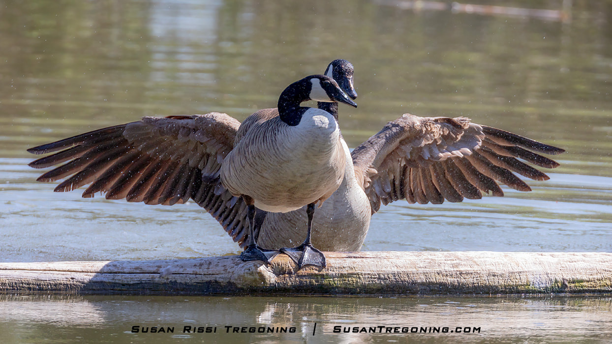 I think this may be my favorite image out of the entire Canada Geese mating series! After tossing water all over his mate while flapping his wings dry, the Gander lowered his wings for a moment leaving them spread wide, almost as if he was going to hug her. Although brief, it seemed affectionate and intentional. It was not part of the Gander's wing-flapping sequence to dry out.