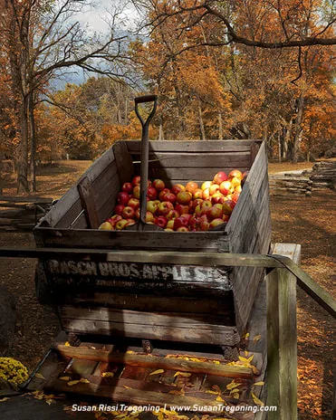 A large wooden crate filled with red and yellow apples sits outdoors on a rustic platform with a metal chute beneath it. A metal shovel stands upright in the apples, and autumn trees with orange and yellow leaves fill the background alongside a split‑rail fence.