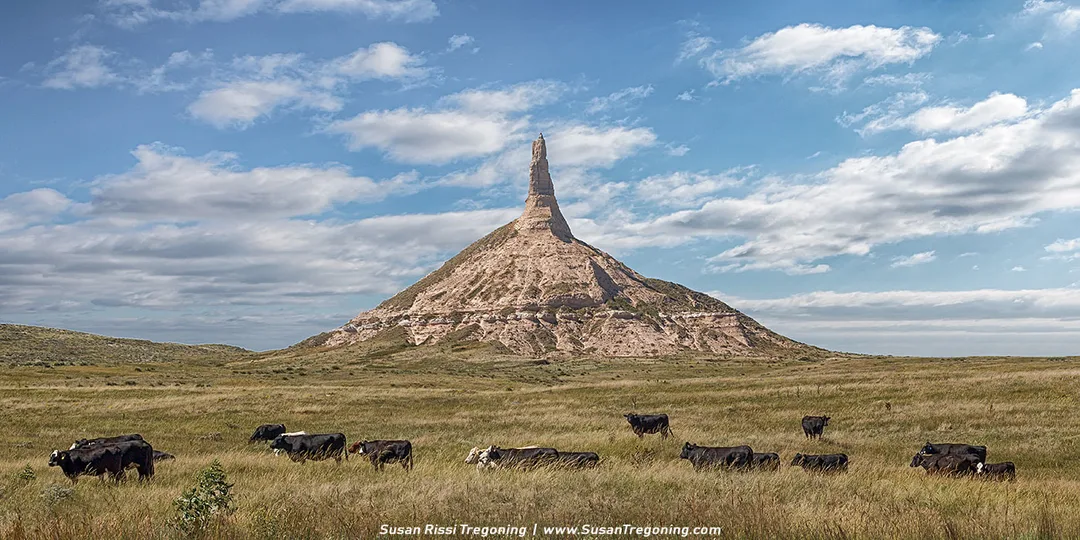 Chimney Rock rises from a conical bluff on the Nebraska prairie, with black‑and‑white cattle grazing in the foreground under a partly cloudy sky.
