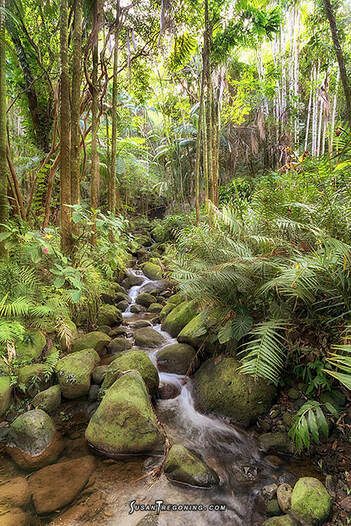 A small rainforest stream winds between moss‑covered rocks, surrounded by dense ferns, slender tree trunks, and hanging vines, with soft sunlight filtering through the canopy above.
