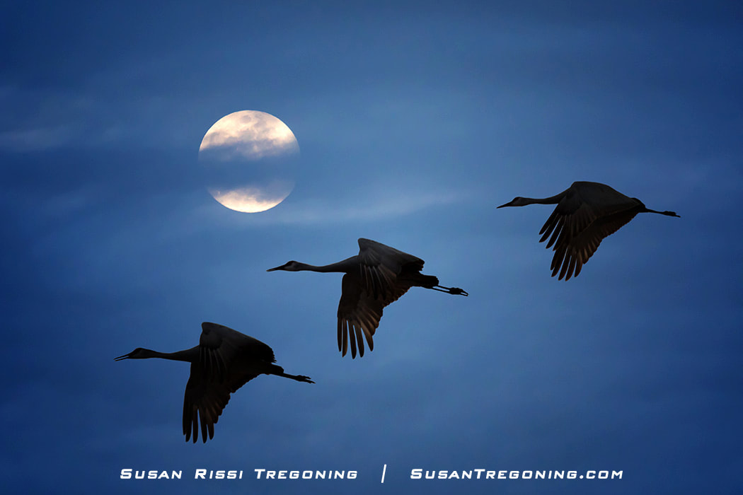 Three silhouetted sandhill cranes fly in loose formation across a moon‑lit sky, their long wings and outstretched necks sharply defined against the bright full moon partially softened by thin clouds.