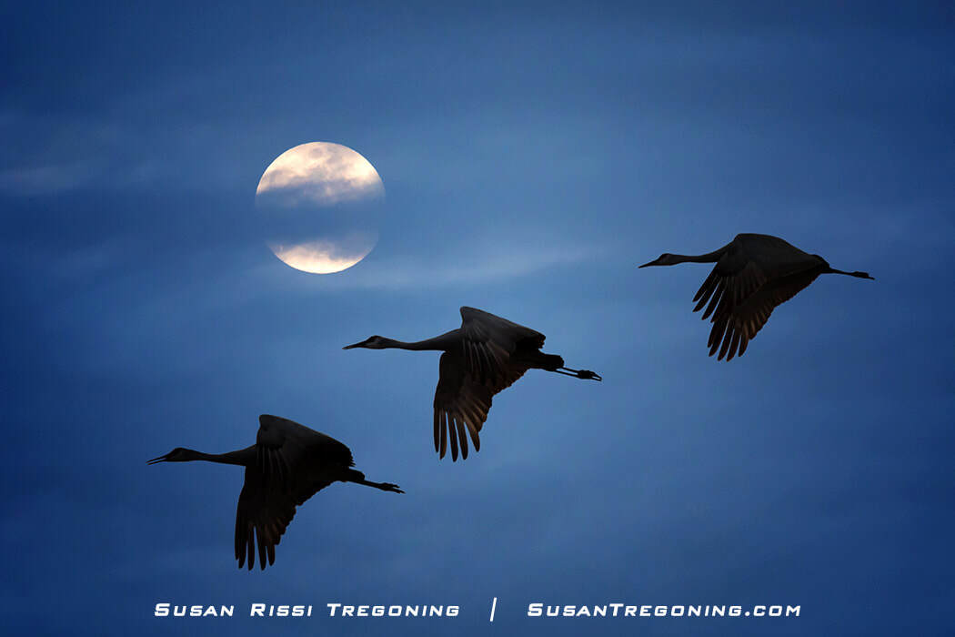 Sandhill Cranes fly across a moonlit sky traveling to their nightly roost on the Platte River in Central Nebraska. Copyright 2017 Susan Rissi Tregoning | SusanTregoning.com