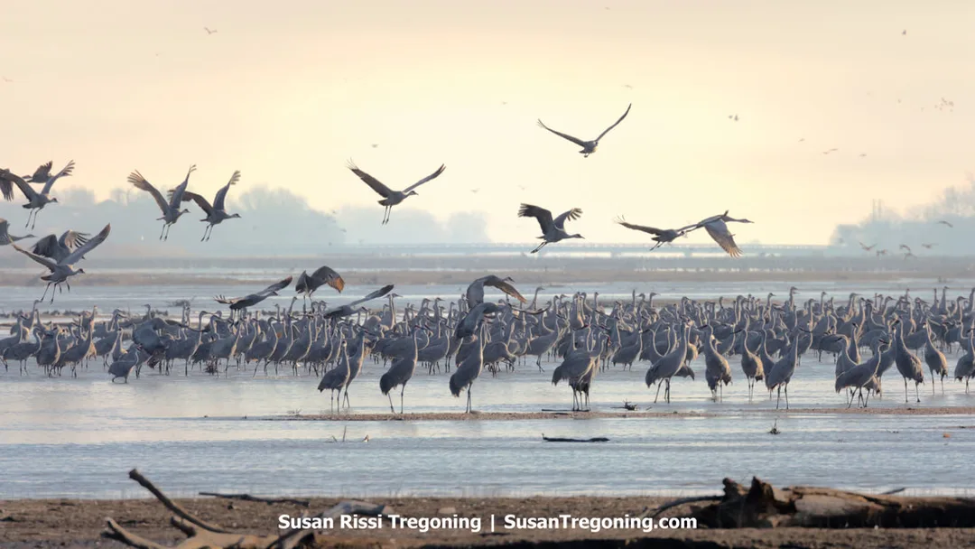    A large gathering of Sandhill Cranes stands and flies over a shallow body of water in soft, warm light, with mist and distant trees creating a hazy background. Some cranes wade in the water while others lift off or glide overhead. 