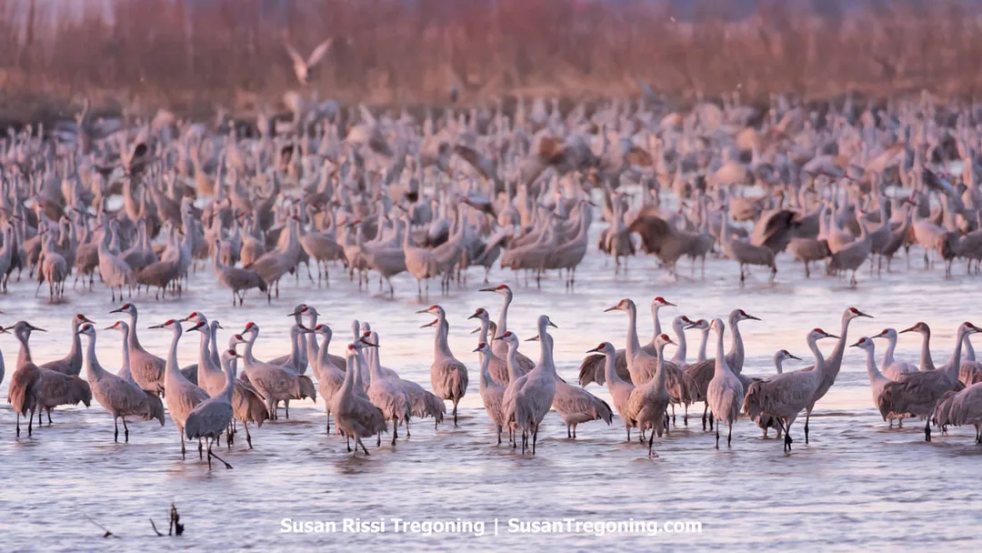    Hundreds of Sandhill Cranes stand tightly packed in shallow water under soft, warm light, creating a dense, textured mass of gray birds across the wetland. The hazy background of grasses and distant terrain softens the scene. 