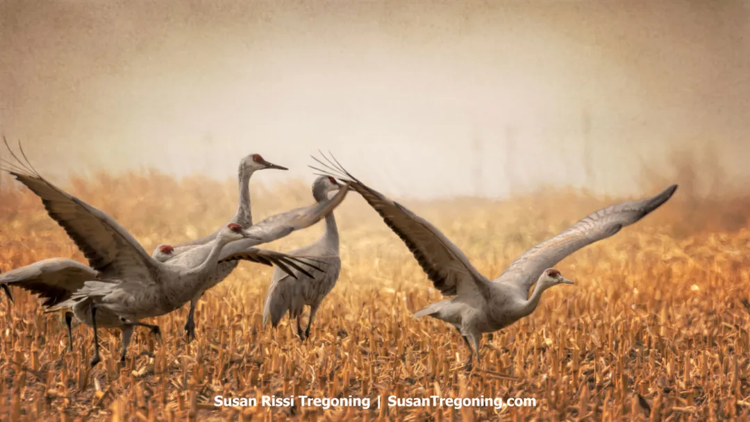 Several Sandhill Cranes stand and move through a field of dry golden stubble, with a few birds lifting their wings as if preparing to take flight. The hazy background softens the scene and emphasizes the cranes’ motion and gray plumage. 