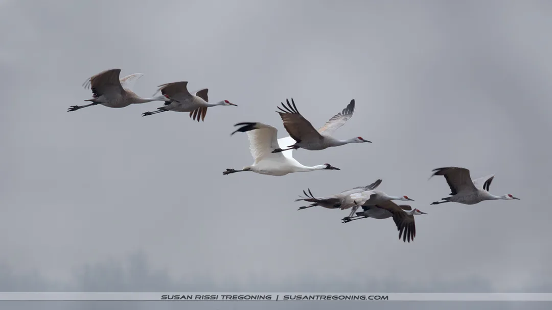 A rare Whooping Crane, bright white in contrast to the surrounding Sandhill Cranes, flies at the center of the formation.