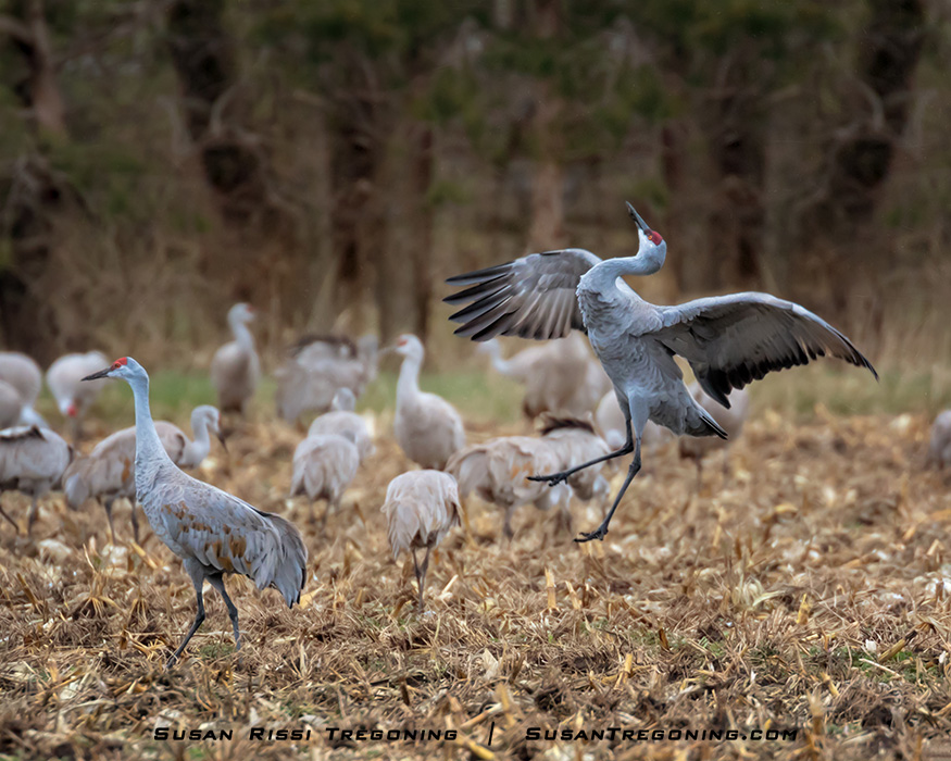 A Sandhill Crane performs a jump‑rake display, leaping into the air with wings spread wide and one leg kicked outward toward another crane that has just walked away. Several additional cranes stand and forage in the harvested cornfield around them, with a line of bare trees forming the background.