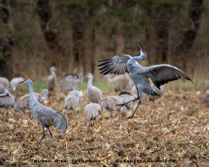 A Sandhill Crane leaps into the air in a jump‑rake display, wings spread wide and one leg kicked outward toward its nearby partner, who appears to be looking away. Several other cranes stand and forage in the harvested cornfield around them, and a line of bare trees forms a muted backdrop. 