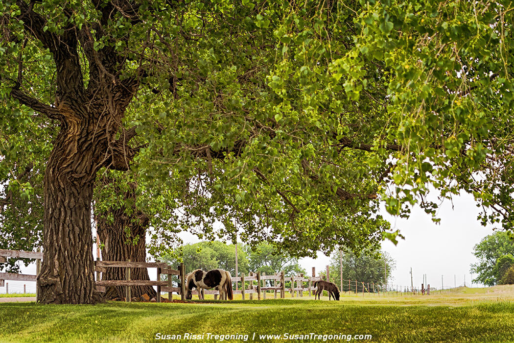 A pair of ponies graze in a shady pasture beneath large, leafy trees, with a wooden fence running behind them and sunlight filtering through the branches on a bright summer day.