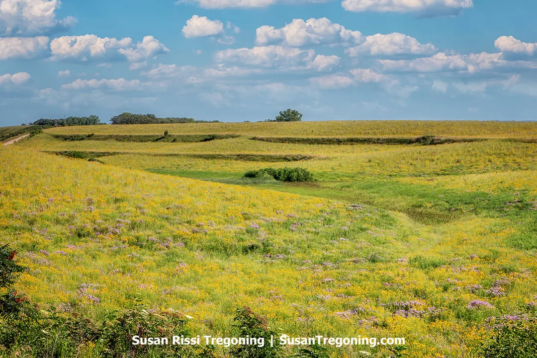  — A spring view of the Loess Hills with yellow wildflowers spread across the rolling, wind‑formed slopes. Dense patches of blooms follow the contours of the hills.