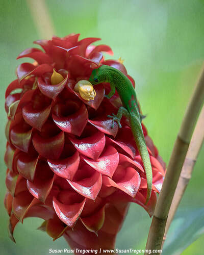 A bright green gecko clings to a vivid red tropical flower, reaching toward a small yellow bloom at its center, set against a softly blurred green background.