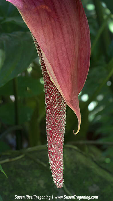  A deep pink, curved tropical spathe surrounds a long, textured spadix covered in tiny bead‑like floral structures, set against a backdrop of lush green foliage.