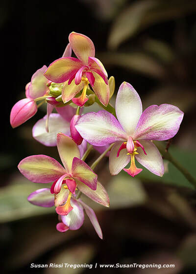 A cluster of orchids in shades of pink, purple, yellow, and white fills the frame, their intricate petals and patterns sharply detailed against a softly blurred green background.