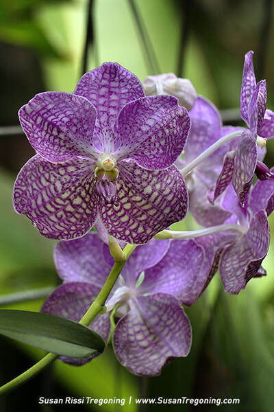  A cluster of vibrant purple orchids fills the frame, each bloom marked with intricate white veining and a pale yellow‑white center, set against a softly blurred green background.