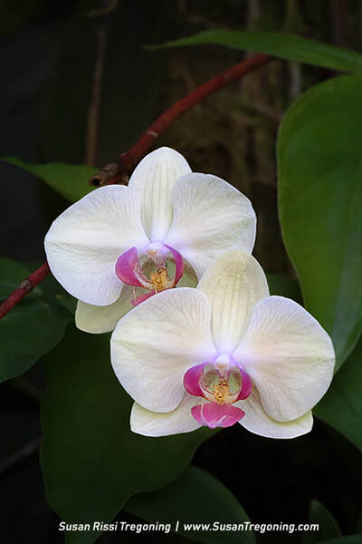 Two white Phalaenopsis orchids with pink‑and‑yellow centers bloom on a reddish stem, set against large dark green leaves that create a deep, contrasting backdrop.