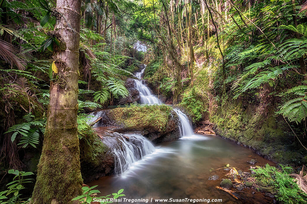 A multi‑tiered waterfall flows over moss‑covered rocks into a still pool, surrounded by dense tropical foliage, tall slender trees, and ferns in a lush rainforest setting.