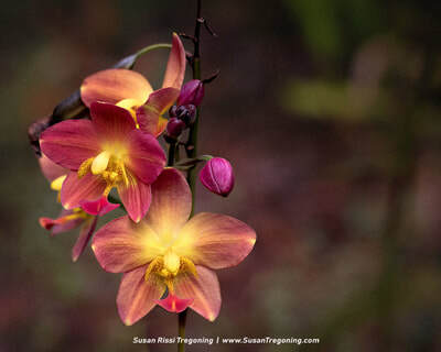 A cluster of orchids in warm shades of pink, orange, and yellow blooms along a curving stem, with some buds still closed, set against a softly blurred green background.
