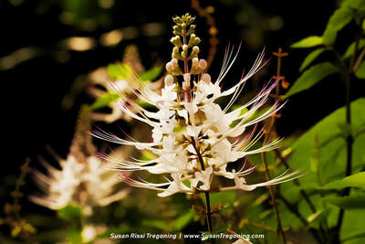 A delicate white flower with long, whisker‑like stamens extends outward from its slender petals, standing out sharply against a dark, softly blurred background of green foliage.