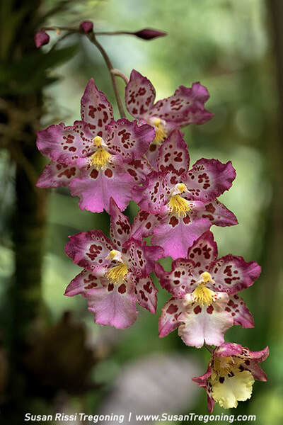  A cluster of pink‑and‑white orchids with maroon spots and yellow centers fills the frame, their patterned petals sharply detailed against a softly blurred green background.