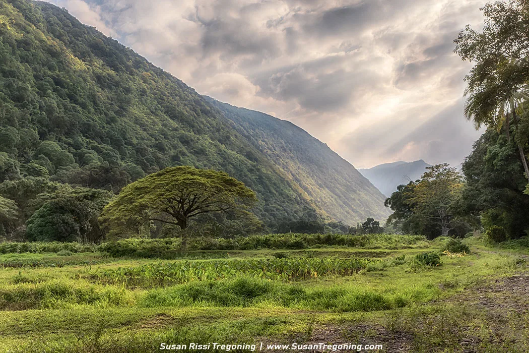 Witness nature's marvel: the solitary Monkeypod tree, poised gracefully over Waipio Valley's rich taro fields and breathtaking steep walls.