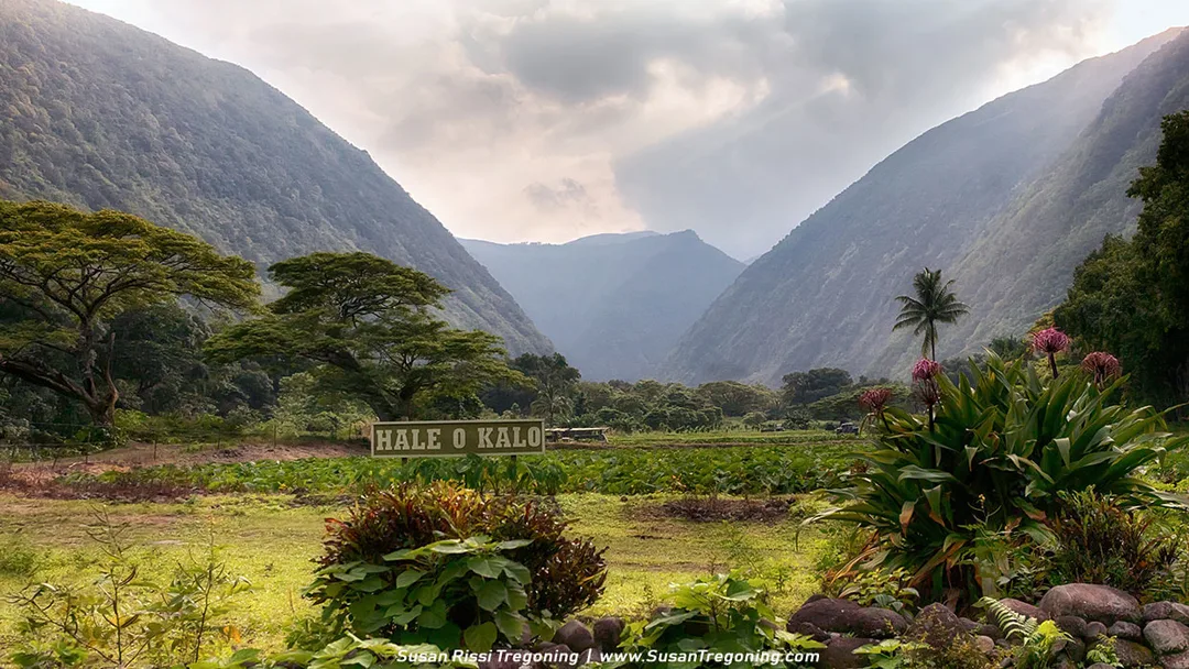 Experience Hale O Kalo, a picturesque taro farm on Hawaii's Big Island, surrounded by Waipi'o Valley's breathtaking cliffs and timeless beauty.