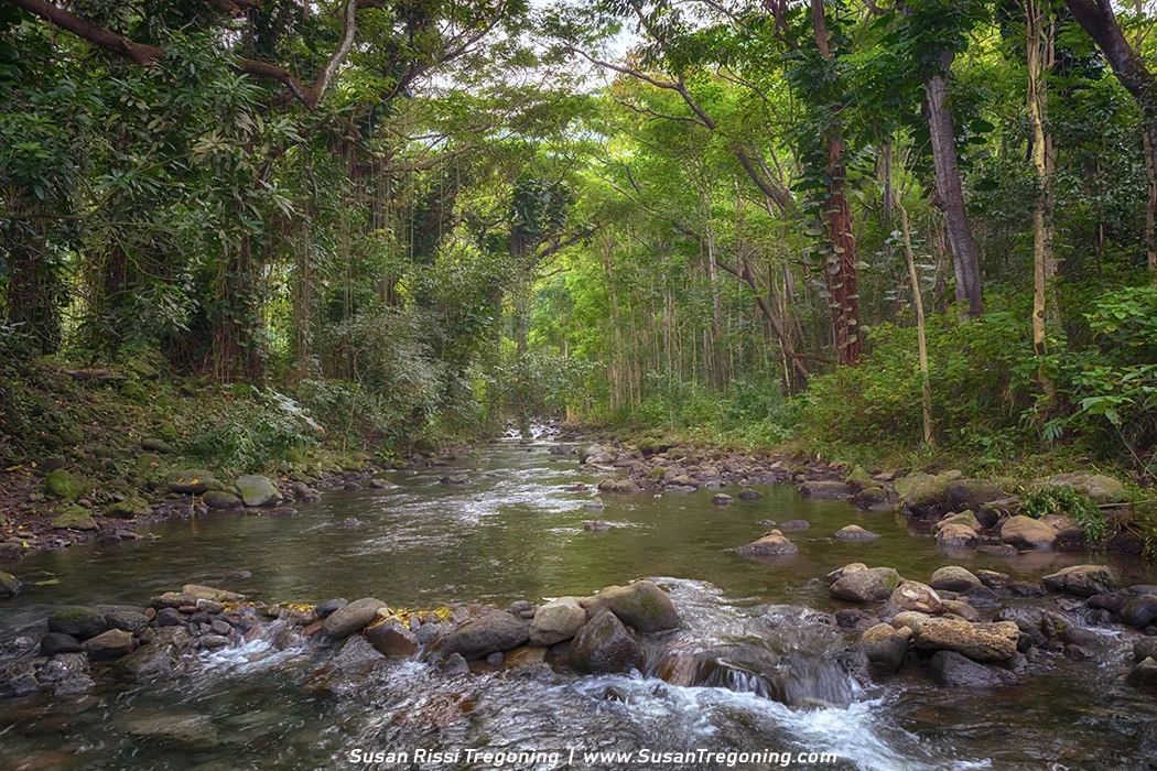 A shallow, clear stream flows over smooth rocks through a dense tropical forest. Tall trees with thick trunks and leafy green canopies line both sides of the water, with vines and undergrowth filling the scene. Soft, diffused light filters through the foliage, creating a calm, shaded atmosphere.