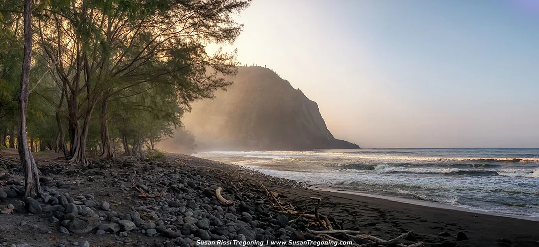 A rocky and sandy beach bordered by tall coastal trees sits beside a steep, mist‑covered cliff. Smooth stones and driftwood line the shoreline, while gentle ocean waves roll in from the right. Warm light filters through the trees, creating a soft, tranquil coastal scene.