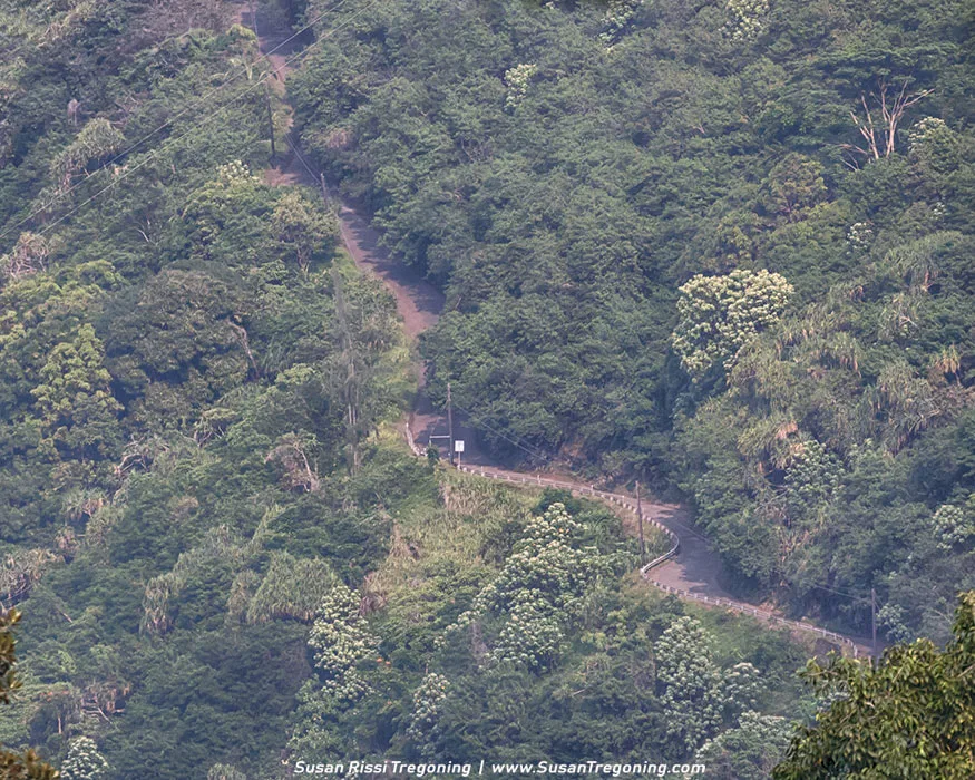 Waipio Valley Road: America’s steepest challenge! See its dramatic curves from a distance and understand why riding it is an unforgettable adventure.
