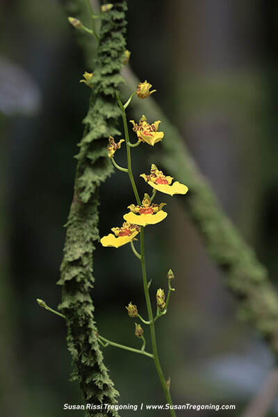  A vertical spray of delicate yellow orchids with red‑marked petals blooms along a slender green stem, set against moss‑covered branches and soft green foliage in a lush forest setting.