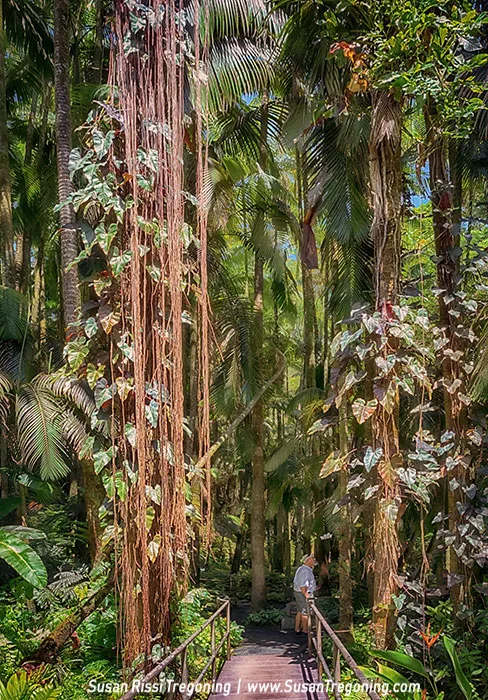   
A narrow wooden footbridge leads into a dense tropical rainforest filled with tall palms, thick hanging vines, and foliage in shades of green and deep red. Soft sunlight filters through the canopy, illuminating a person standing on the bridge and looking ahead into the lush forest. 