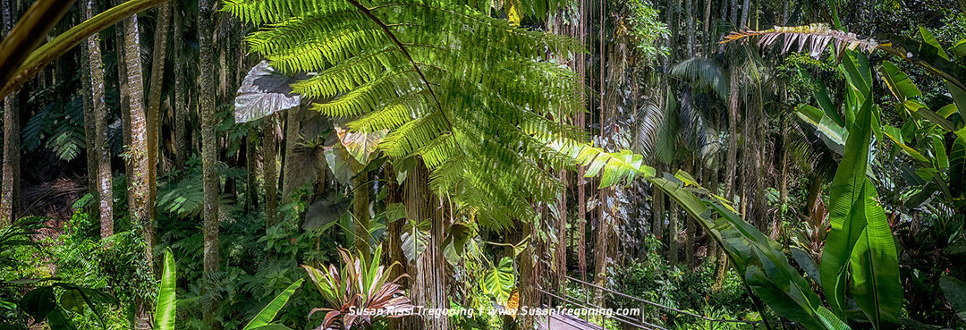 Tall, slender rainforest trees rise through dense layers of broad‑leafed plants and ferns, with sunlight filtering through the canopy and casting dappled light across the lush green forest floor.