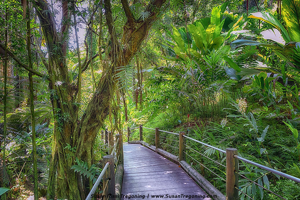 A wooden boardwalk winds through dense tropical rainforest, bordered by wooden posts and metal railings, surrounded by towering trees, hanging vines, and lush green foliage with soft sunlight filtering through the canopy.