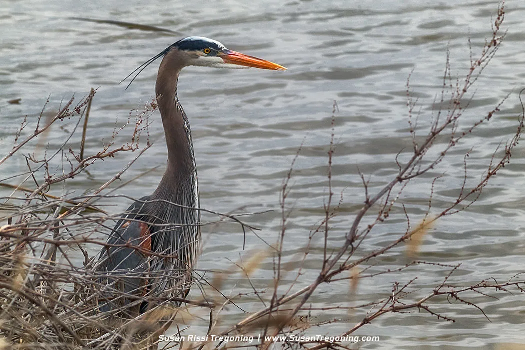 A Great Blue Heron stands at the edge of calm water, framed by dry branches and shoreline vegetation. The bird faces left with its long neck extended and orange bill visible, its blue‑gray plumage catching the light against the rippling surface of the water.