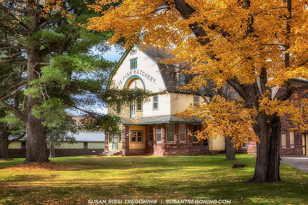 A historic building with a gambrel roof and light‑colored shingle siding stands among large trees with bright yellow and orange autumn leaves. The lower portion of the building is made of stone, and the words “STATE FISH HATCHERY” appear above the entrance. Fallen leaves are scattered across the green lawn under a partly cloudy sky.