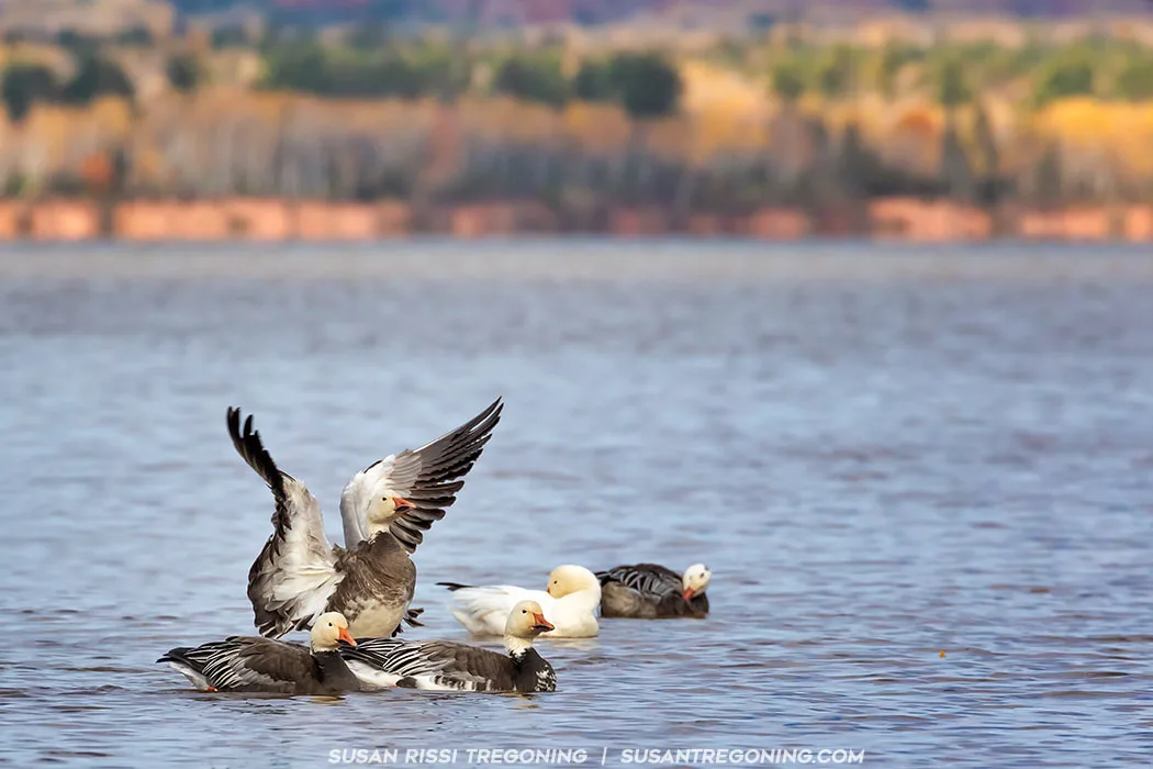 Several Snow Geese float on calm water near a wooded shoreline with autumn foliage. One goose in the foreground raises its wings while the others swim nearby. The scene is peaceful, with soft fall colors reflecting on the lake.