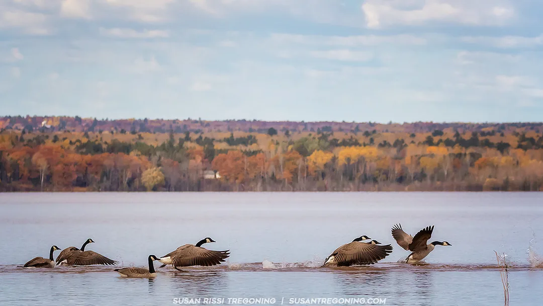 Several Canada Geese splash across the surface of a calm lake, wings extended as they run through the water. Autumn trees line the distant shoreline. The birds appear to be chasing one another rather than taking off or landing.