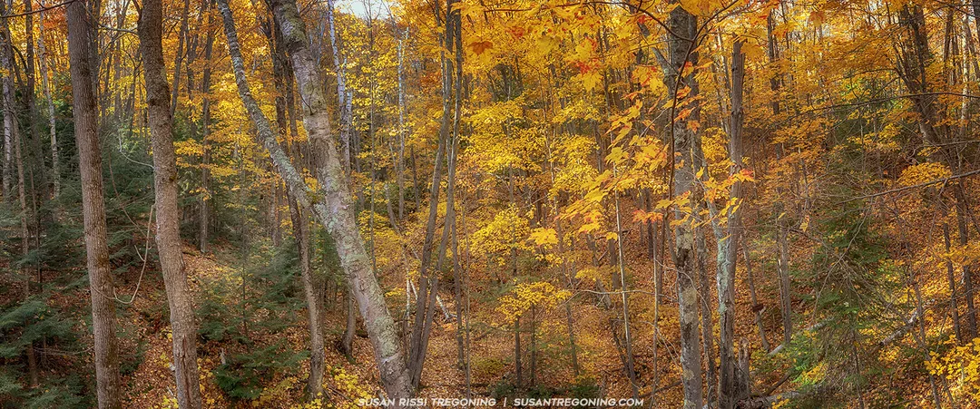 A wide view of a dense autumn forest shows tall deciduous trees with bright yellow, orange, and gold leaves. Green conifers stand among them, adding contrast to the warm fall colors. Sunlight filters through the canopy, illuminating layers of trees that descend into a ravine filled with fallen leaves.