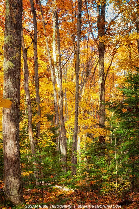 A dense forest of tall trees displays bright autumn colors in shades of yellow, orange, and gold. Green coniferous trees stand among the deciduous trunks, and sunlight filters through the canopy onto a forest floor covered with fallen leaves.