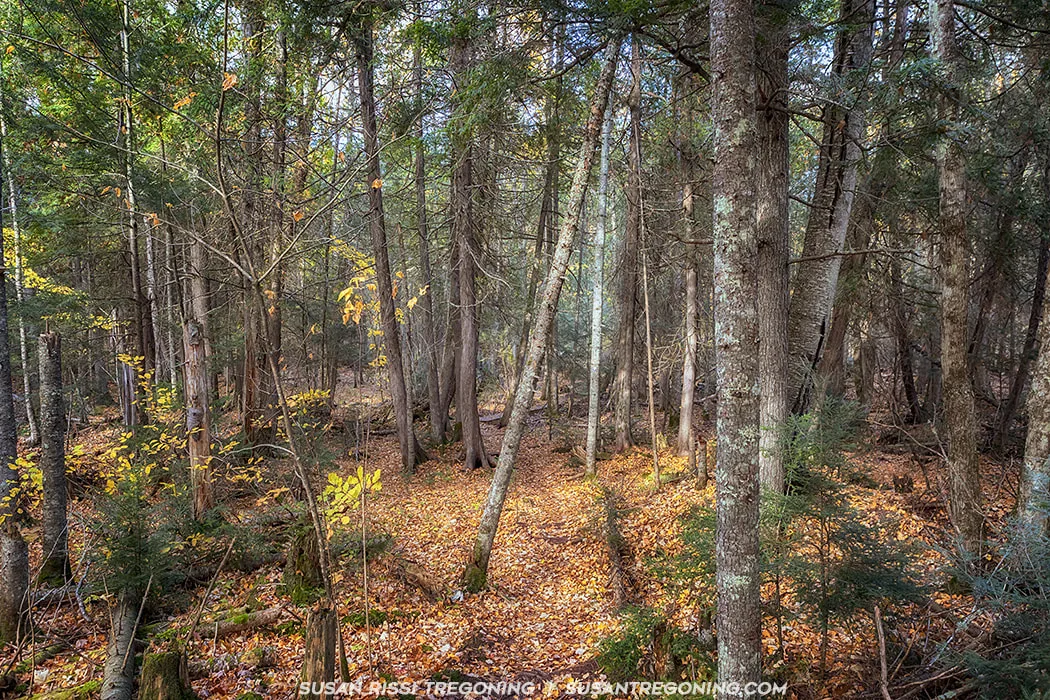 A forest scene with tall coniferous and deciduous trees, many with moss‑covered trunks. The forest floor is covered in orange and brown fallen leaves, and sunlight filters through the canopy to illuminate a narrow path or clearing in the center. A small cluster of trees with darker, smoother, more vertical bark stands near the middle of the scene. Shrubs and saplings fill the undergrowth.