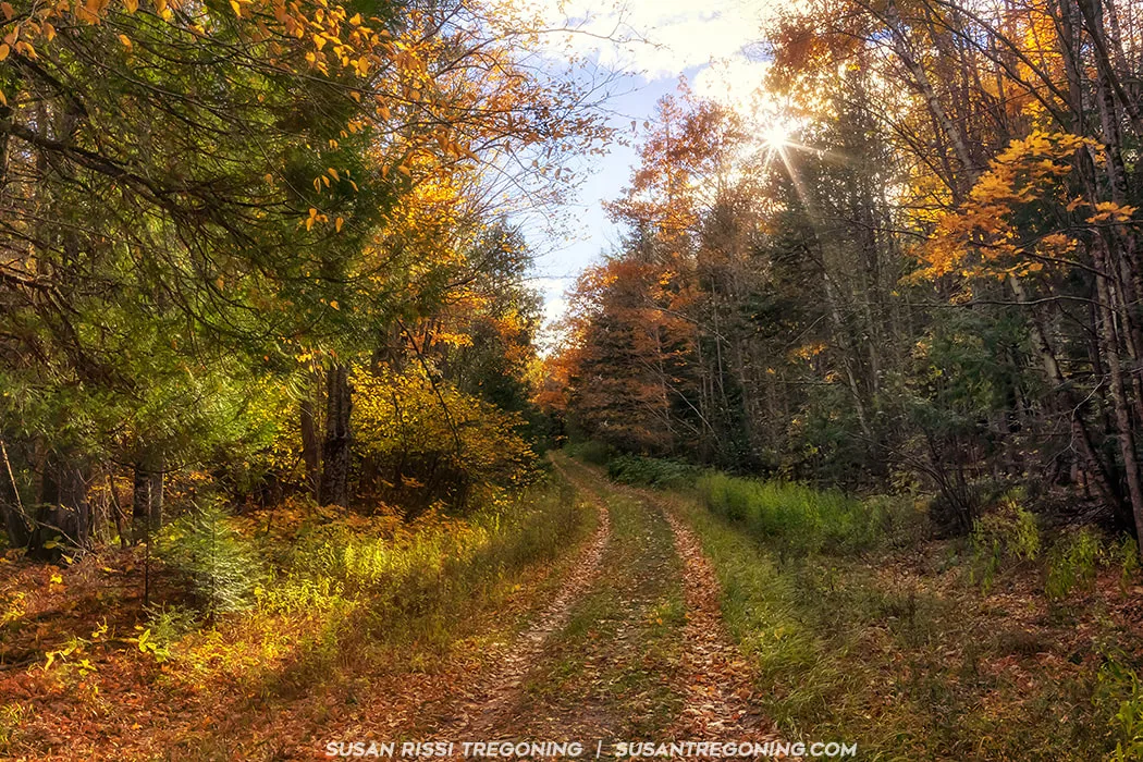   
A dirt trail runs through a dense autumn forest with trees displaying yellow, orange, and green foliage. Sunlight filters through the branches, creating a warm glow across the path, which is scattered with fallen leaves. Trees line both sides of the trail, forming a bright, colorful corridor.