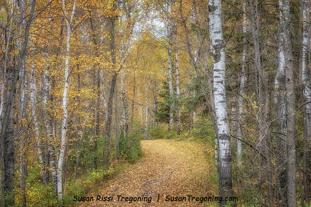 A narrow forest trail covered in fallen yellow leaves winds through tall birch trees with white bark and early autumn foliage in shades of green, yellow, and orange.