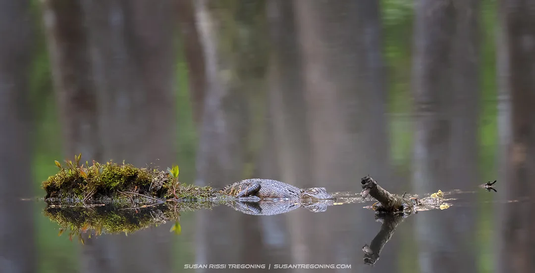 A young alligator rests on a small raised patch of ground in the cypress swamp, its body still and eyes closed as it blends quietly into the surrounding water and reflections.