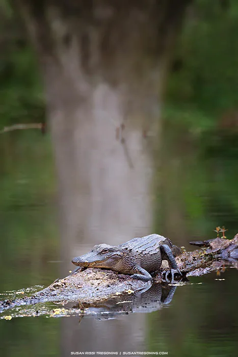 A young alligator rests on a partially submerged log in calm water, surrounded by dense green vegetation. The still surface reflects the alligator, the log, and nearby trees, creating a quiet swamp scene.
