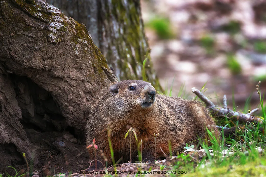 A groundhog sits at the base of a tree, shown in a close‑up view that highlights its fur and facial features.