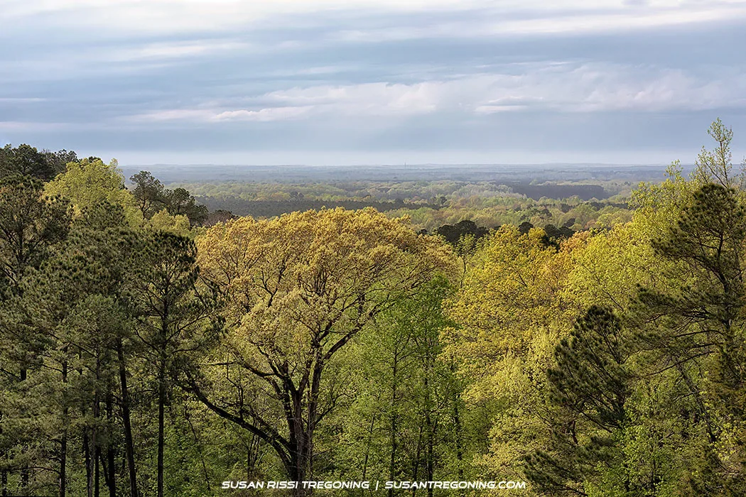 From the summit of Little Mountain at Jeff Busby Park, the forest canopy stretches for miles across rolling Mississippi hills. Layers of spring foliage fade into the distance beneath a soft, partly cloudy sky, offering one of the most expansive and peaceful views along the Natchez Trace Parkway.